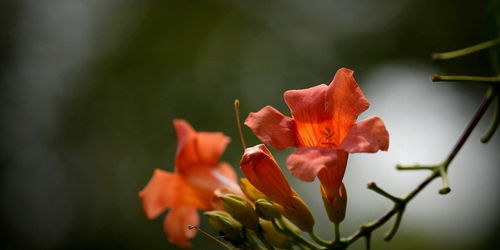 两种凌霄， 一个世界