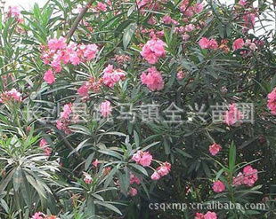 园林中的夹竹桃：美丽的点缀与设计小窍门