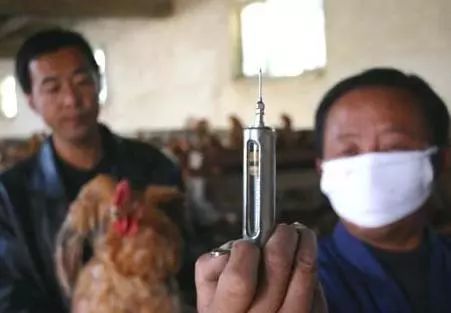 “掌握禽流感疫苗注射技巧”