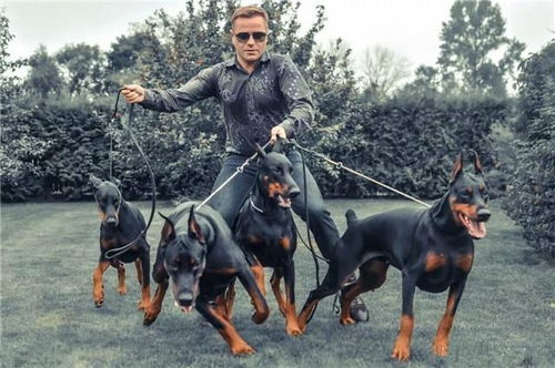杜宾犬，原为德国猎犬