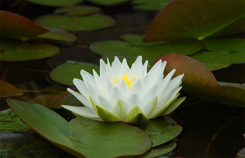 白睡莲提取物：天然的美容与保健良方