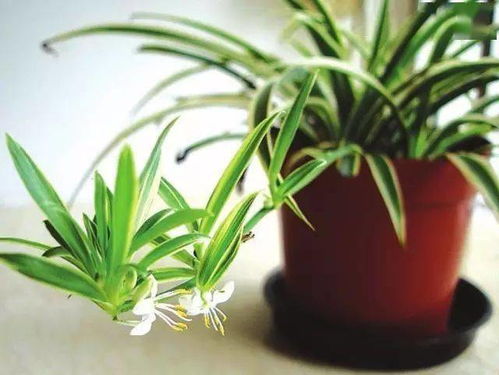 吊兰种土里花盆怎么选