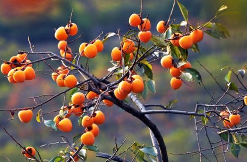 元宝枫种子不发芽，咋办呢？三步走，成活率嫩冲到70%哦！