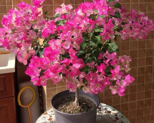 朱瑾花：四季常开