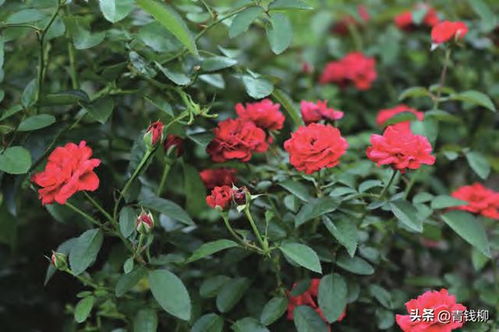 浪漫的“深圳红”， 等待主人的亲吻