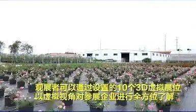 苗木博览会上的奇花异草，你见过没？