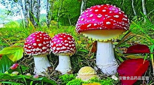 什么时候是种植蘑菇的最佳季节和气候条件