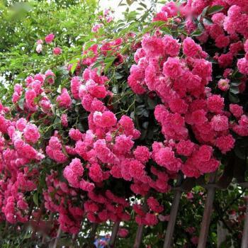 四季红木香的真假对比