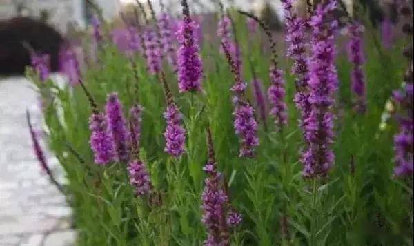 什么是单面宿根观花植物？