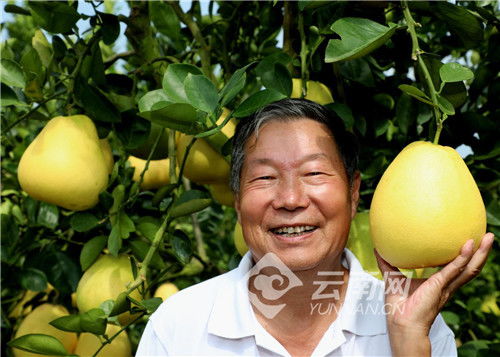 湖北，是不是适合种柚子呢？