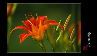 萱草花的基础知识