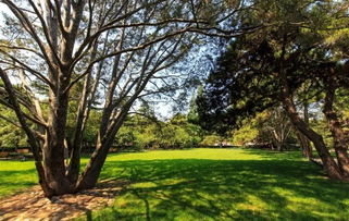 黑松树的原生产地：神秘的大自然