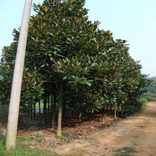 中耕除草：清除大树身边的杂草