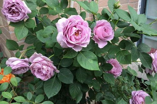 月季花：阳光下的美丽使者