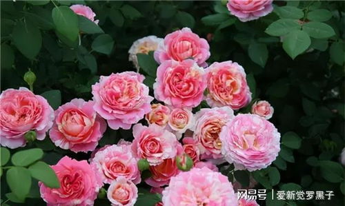 3、克莱德莫奈月季