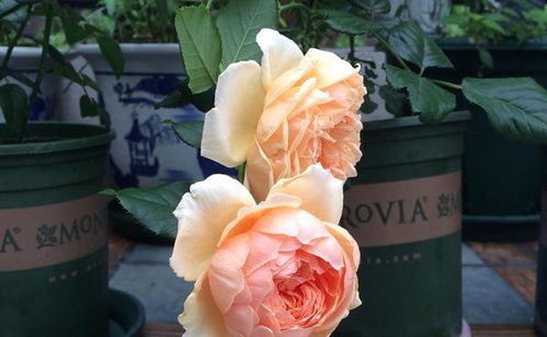 第四款：安吉拉月季， 老牌的劳模