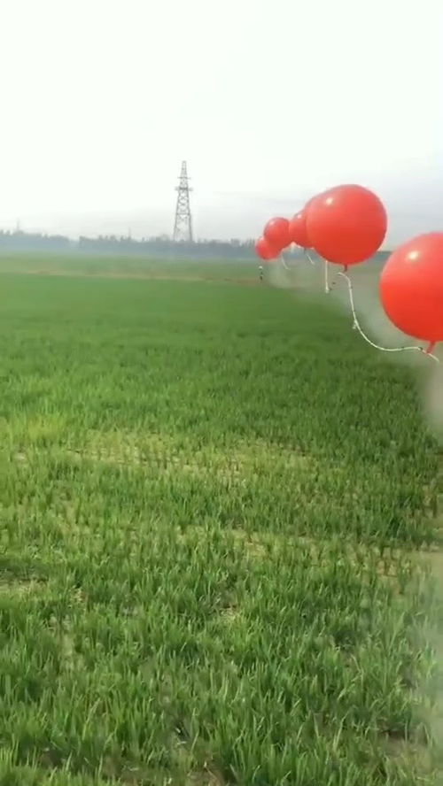 用气球打农药的效果如何