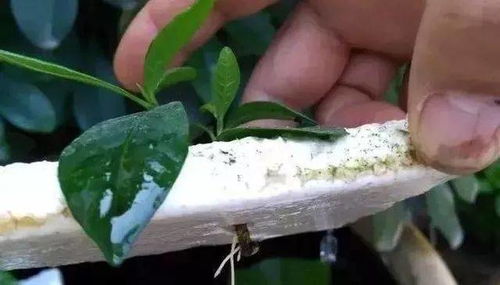 多菌灵泡枝条，Neng直接插土里吗？揭秘真相！