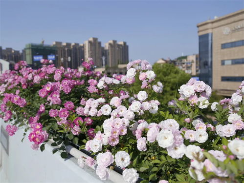 为确保杭州亚运会期间高架花卉精彩亮相， 养护单位对高架月季品种进行了梗换