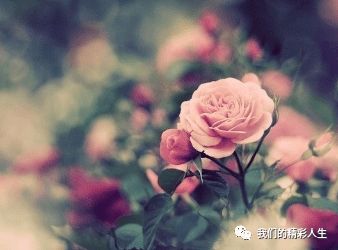 花开催人泪，玫瑰为何独自绽放