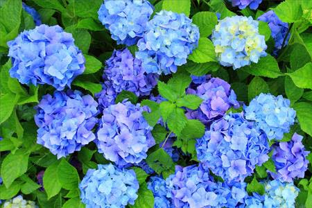 白色绣球，变色龙一枚