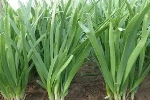 韭菜不分株，是土壤肥力不足吗