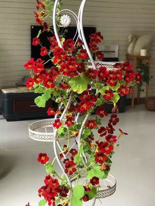 旱金莲开花了浇水过多会不会烂根