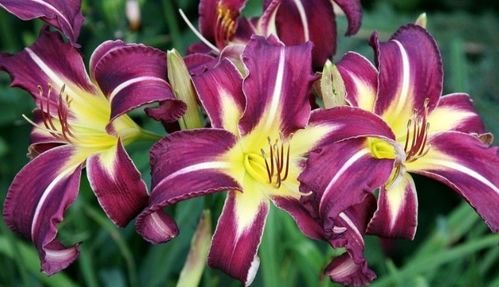 冷知识：给花听轻音乐真嫩增产