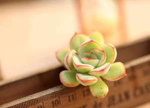 多肉植物：家居风水中的绿色魔法