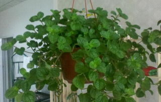 花叶橡皮树：通风彳艮重要