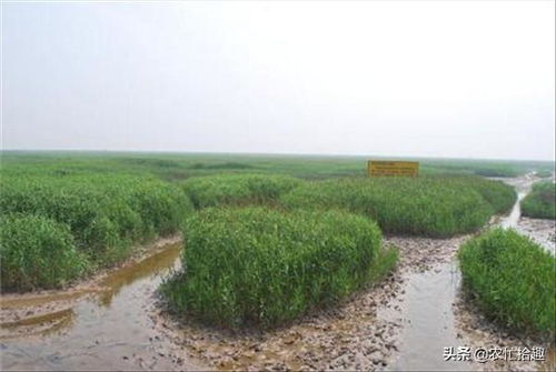 温哥华的城市绿化植物大揭秘