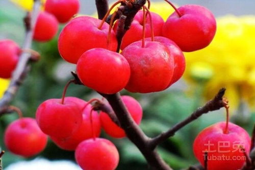 冬红果不开花之谜：揭秘畜牧行业新难题
