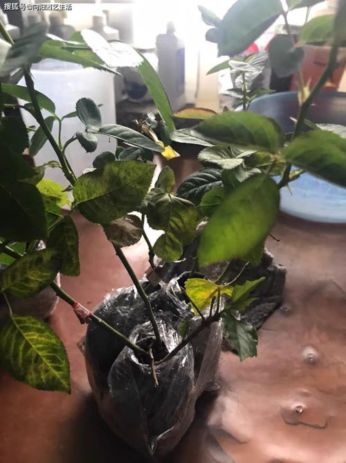 月季换盆后叶子发蔫，移栽后叶子枯萎怎么办