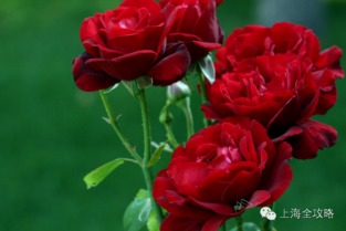 火焰月季的花期揭秘