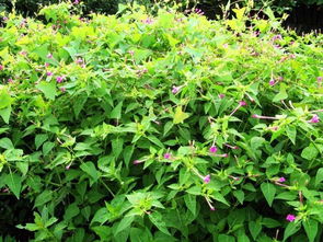 五月党参种植疑问解答