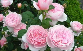 探秘艾米丽查伦夫人月季：北方种植攻略