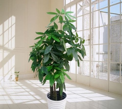 发财树的树干会长粗吗？