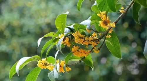 秋天什么花盛开？菊花、桂花、秋海棠