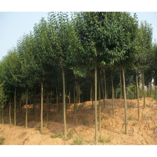 河南乌桕绿化树， 耐干旱，适应性强