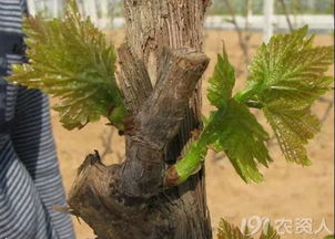 一、 葡萄冬剪，时机要掌握