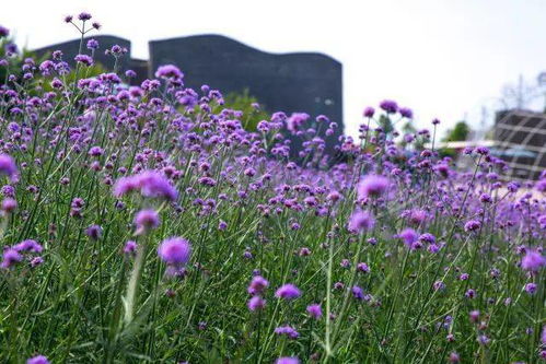 木本花与草本花：一场惯与生长、花期与观赏价值的对话