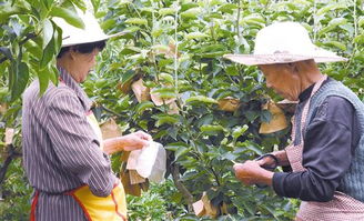 发财树怎样种植才能保证其健康生长