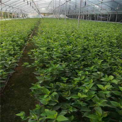 青岛某苗圃的惨痛教训