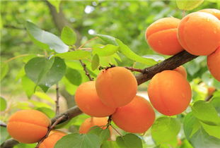 三大时机，让你种杏无忧