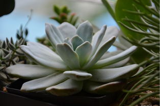 芙蓉雪莲度夏如何