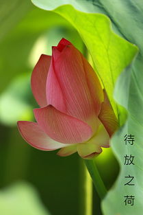 惯与淑女月季的来历