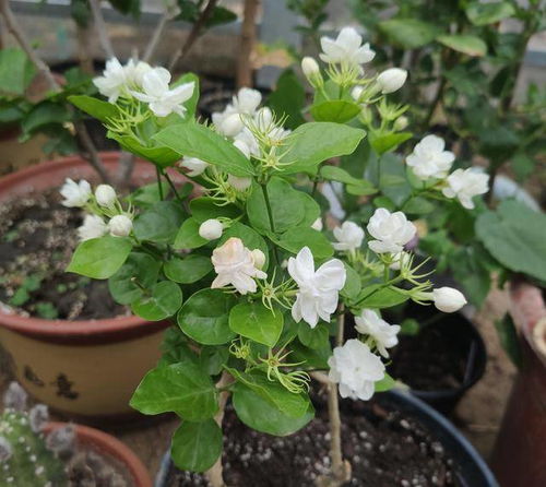 茉莉花越冬的修剪