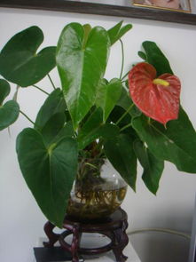 “水生植物烂根，为什么