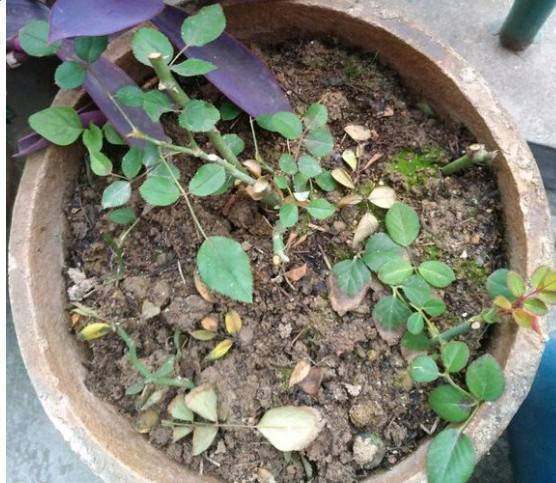 月季花冬天如何过冬