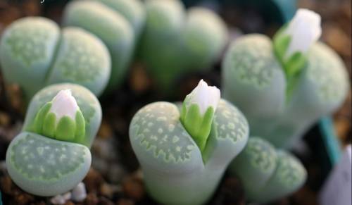 多肉植物如何种植避免烂根？种植技巧有哪些